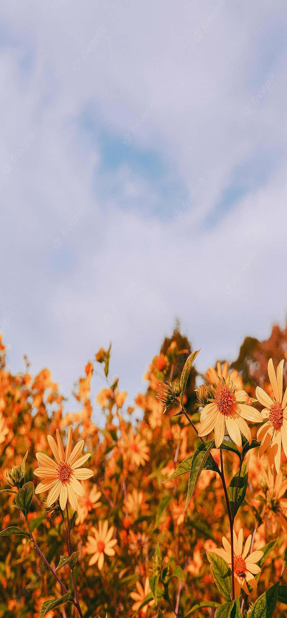 aesthetic nature