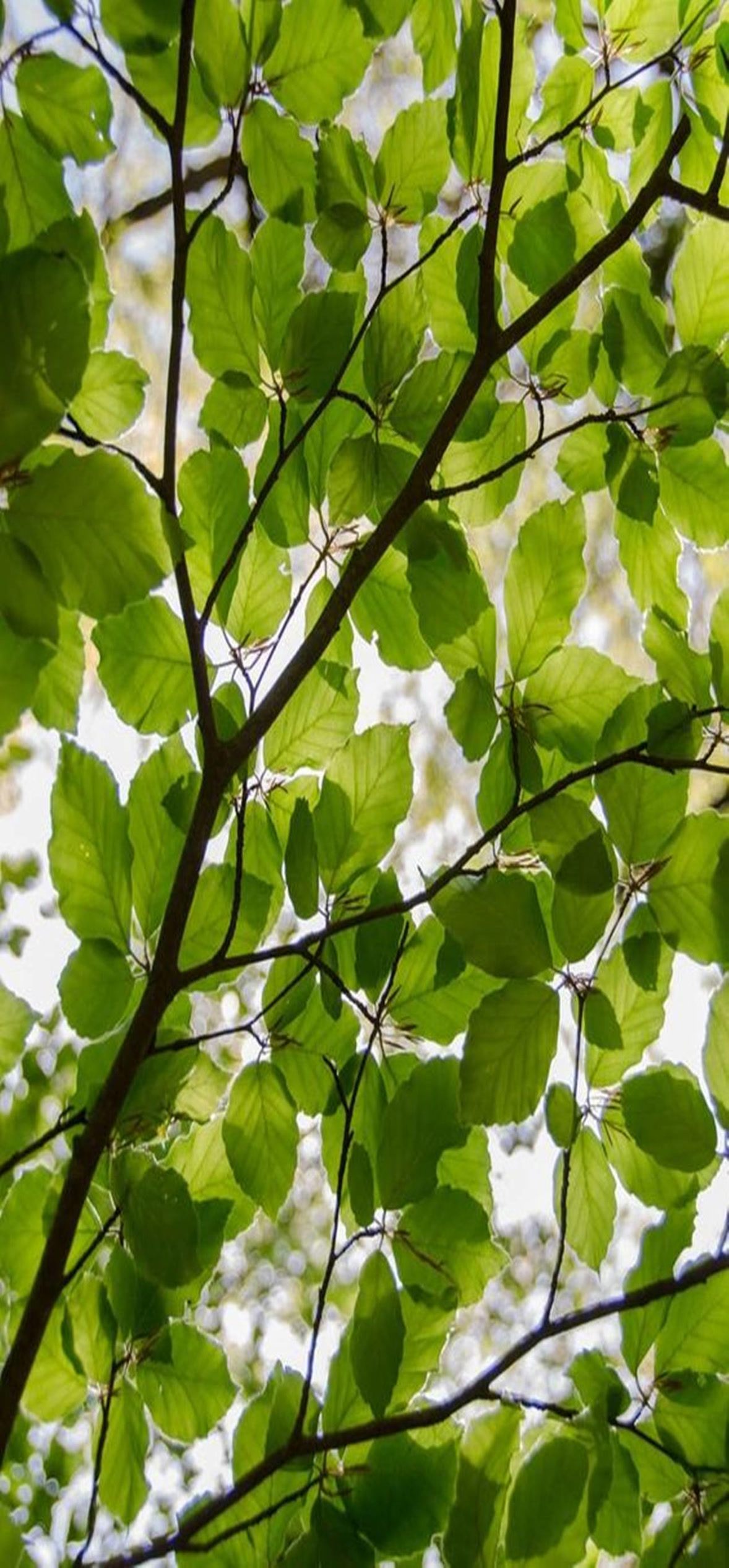 greenery giant moringa