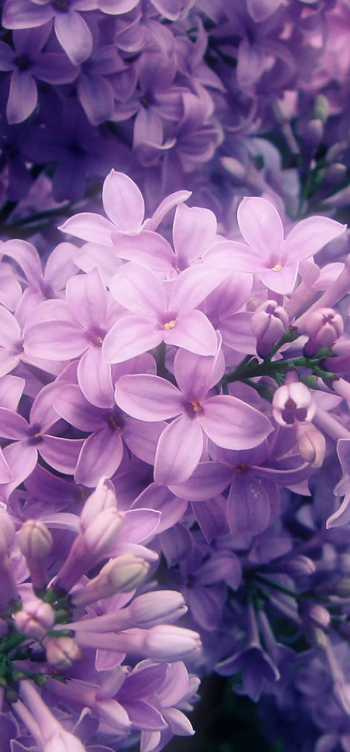 lilacs purple flowers soft focus shot