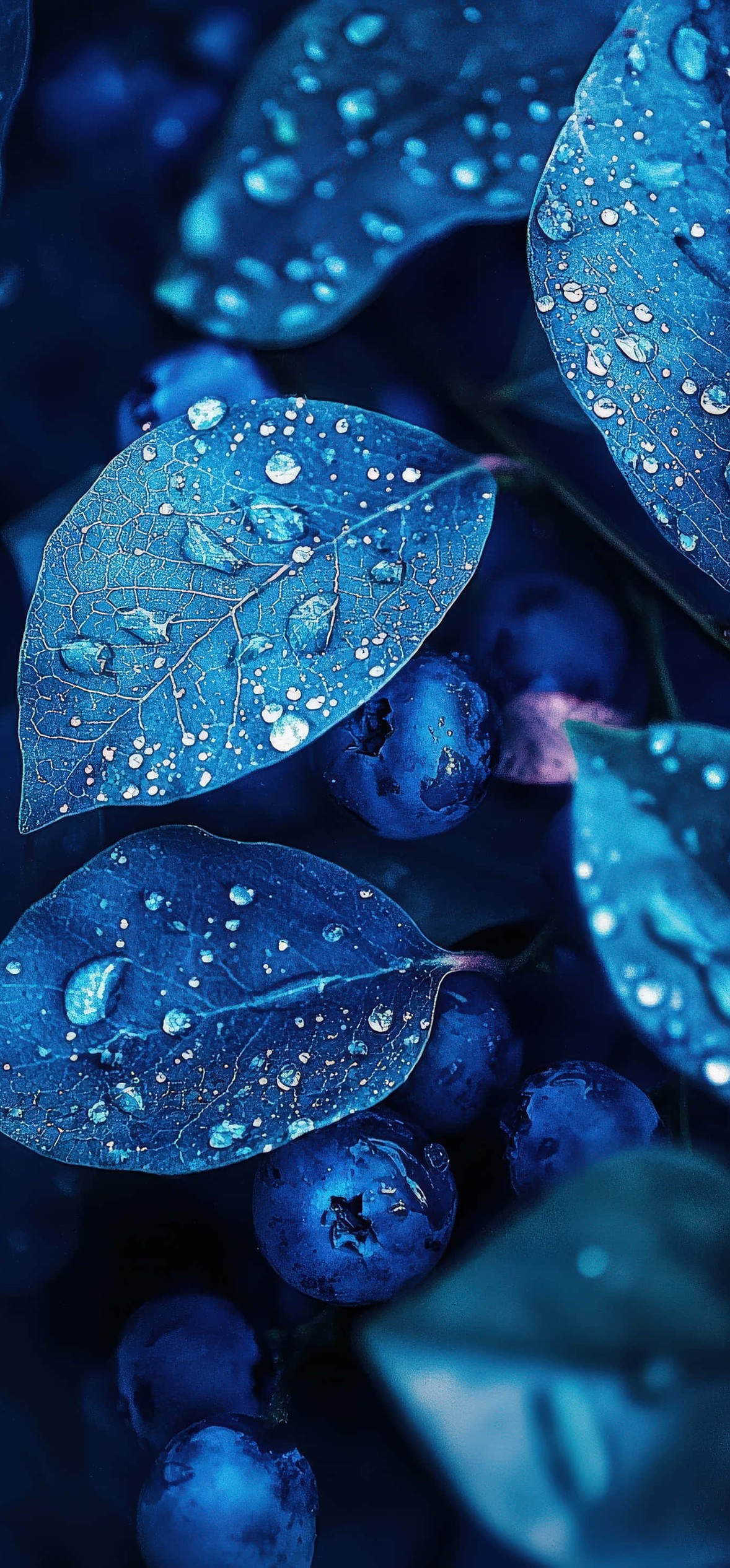 Blueberry Leaves Dewdrops – Ultra HD iPhone 18 Nature Wallpapers