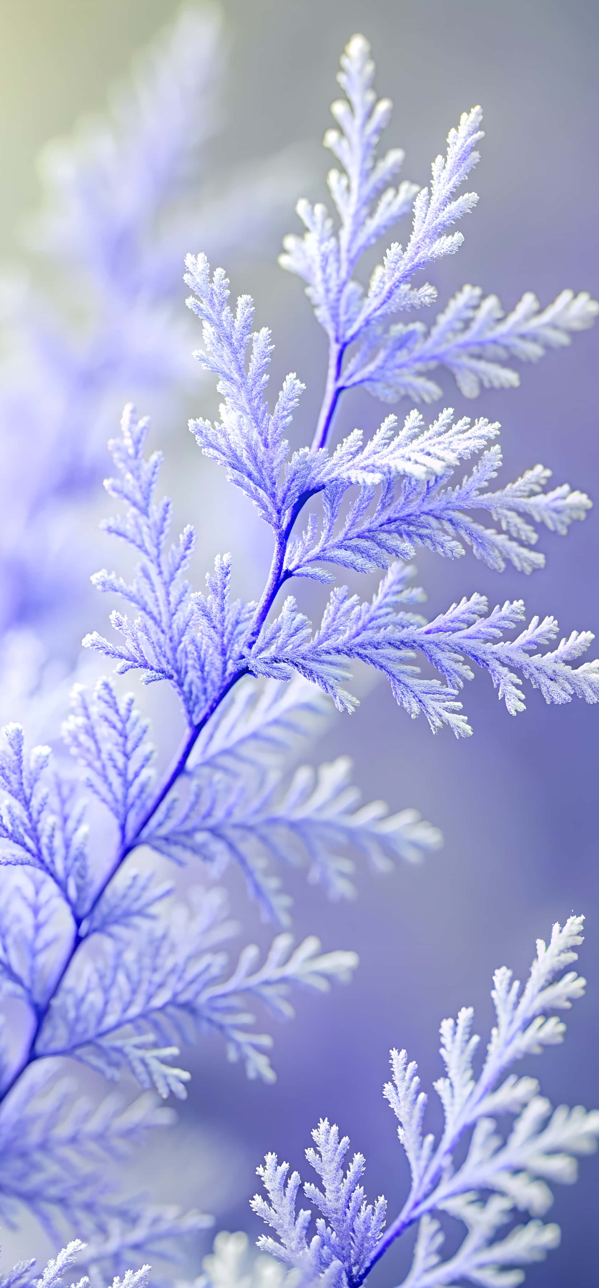 Frost Covered Ferns In Lavender Light – Ultra HD iPhone 18 Nature Wallpapers