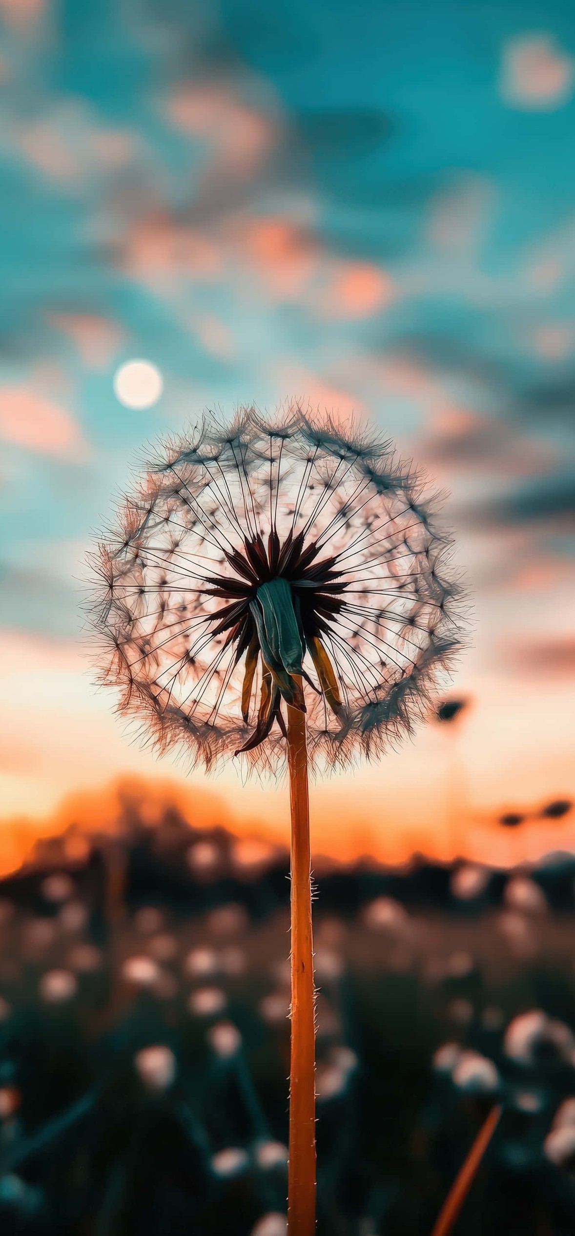 Dandelion Seed Head Sunset – Ultra HD iPhone 18 Nature Wallpapers
