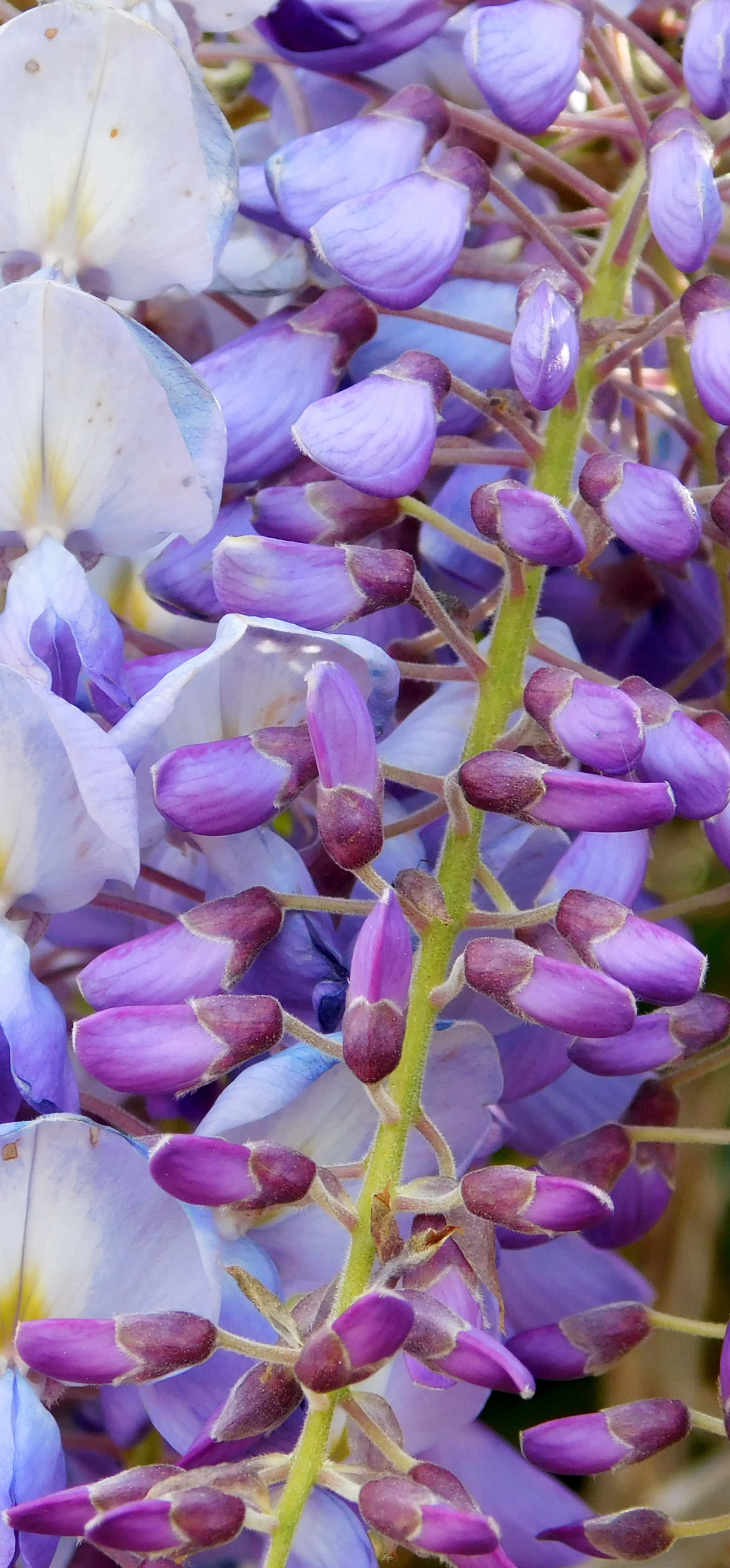 Purple Wisteria Blossoms – Ultra HD iPhone 18 Nature Wallpapers