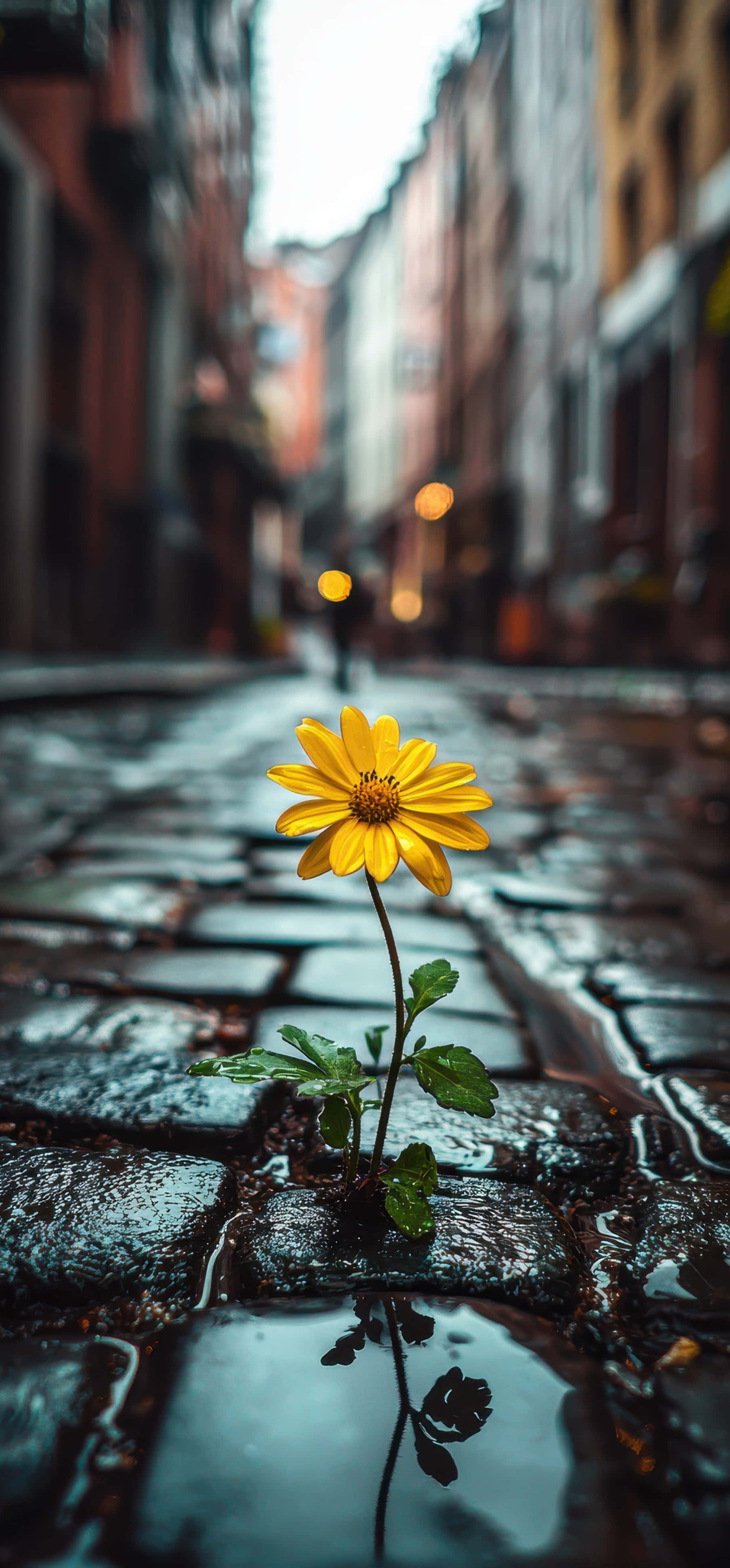 Yellow Flower Growing Through Wet Cobblestones – Ultra HD iPhone 18 Nature Wallpapers