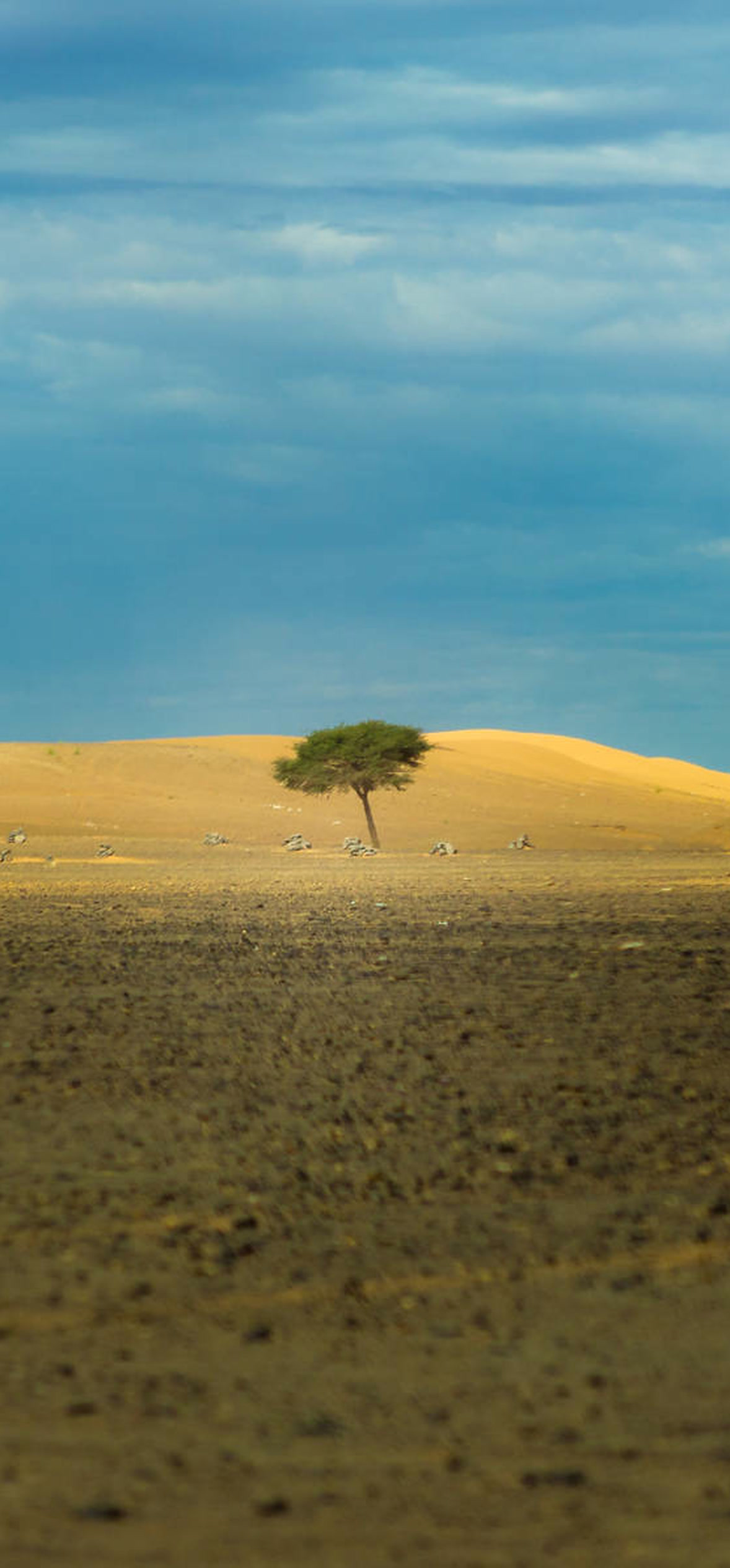 Pessimistic Lone Tree – Ultra HD iPhone 18 Nature Wallpapers