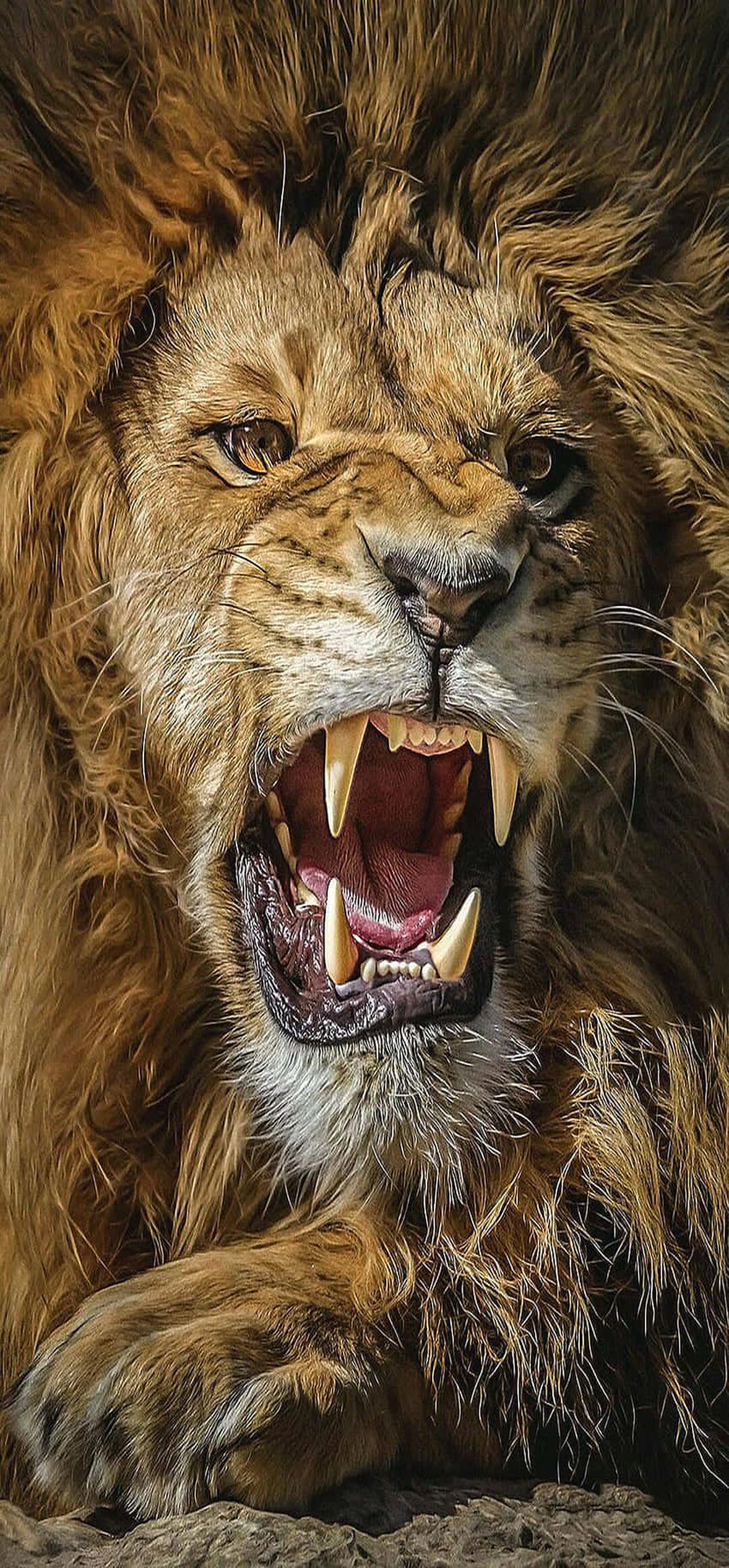 Roaring Lion – Ultra HD iPhone 18 Nature Wallpapers