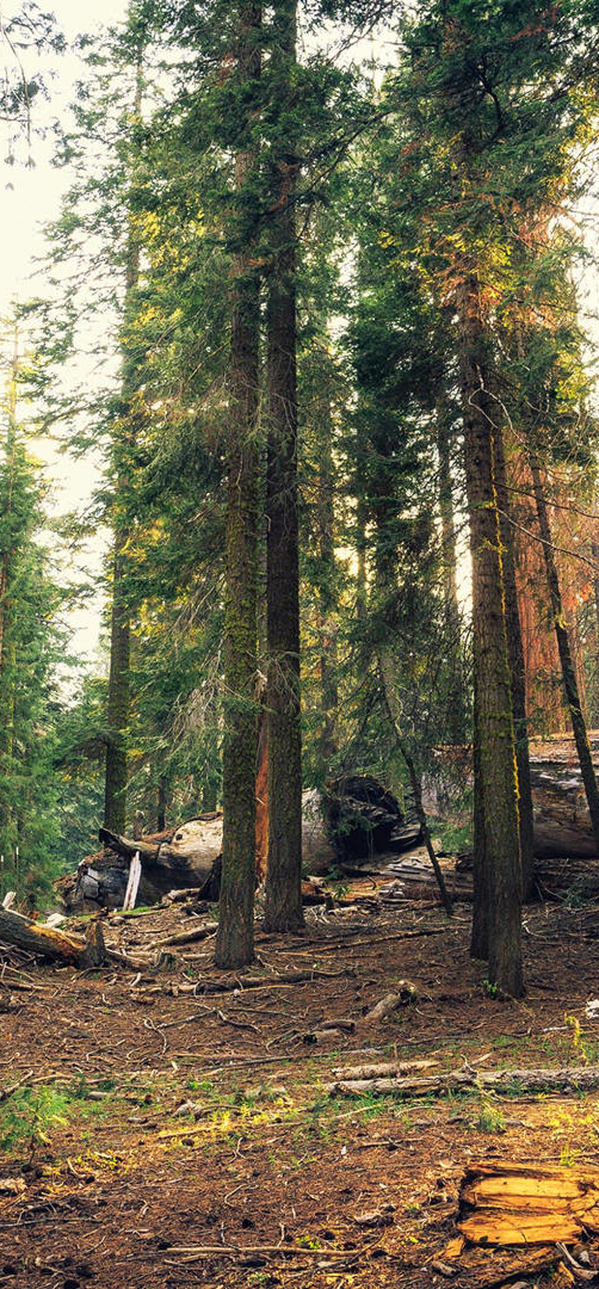 Sunlight Sequoia National Park – Ultra HD iPhone 18 Nature Wallpapers