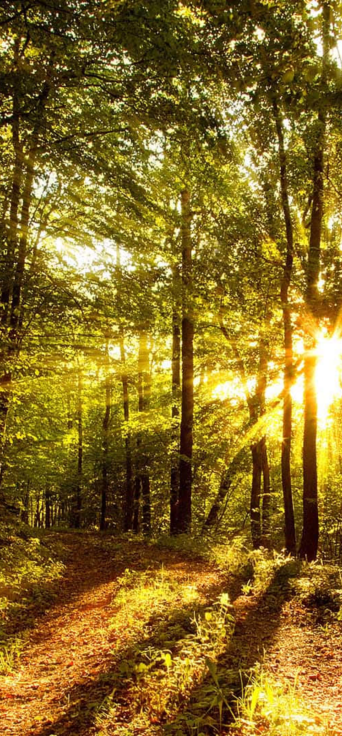 Forest Trees Sun Rays – Ultra HD iPhone 18 Nature Wallpapers