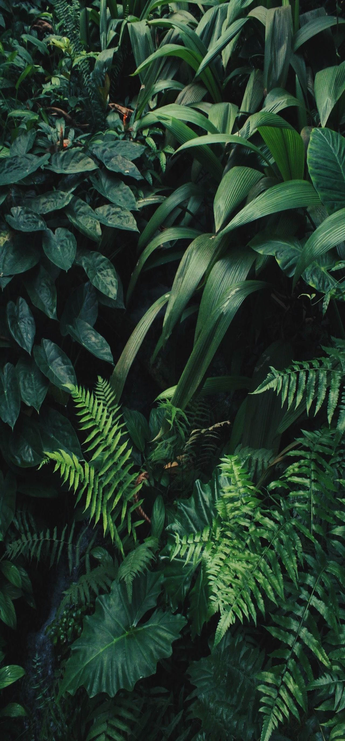 Green Forest Plants Ferns – Ultra HD iPhone 18 Nature Wallpapers