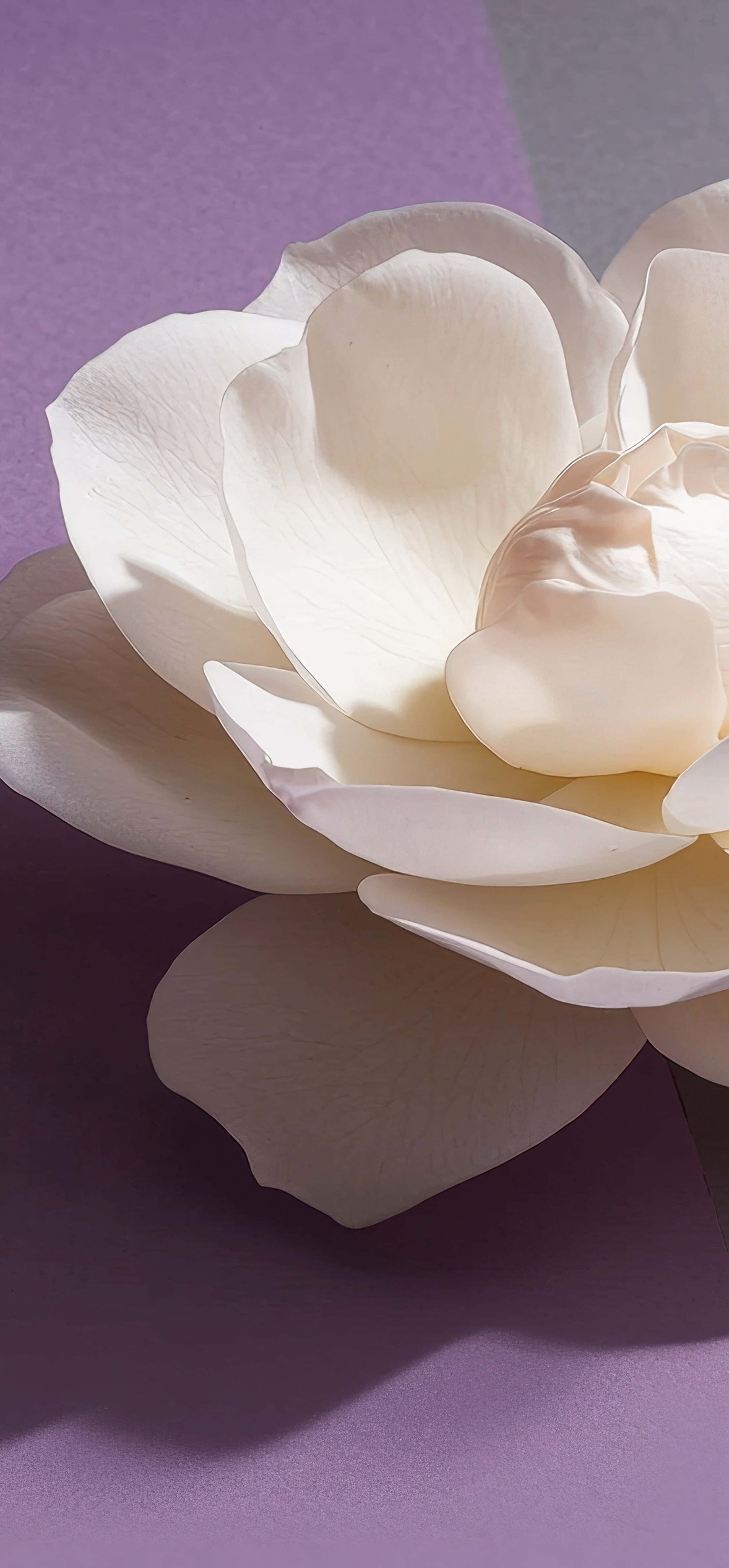 White Rose On A Two Tone Background – Ultra HD iPhone 18 Nature Wallpapers