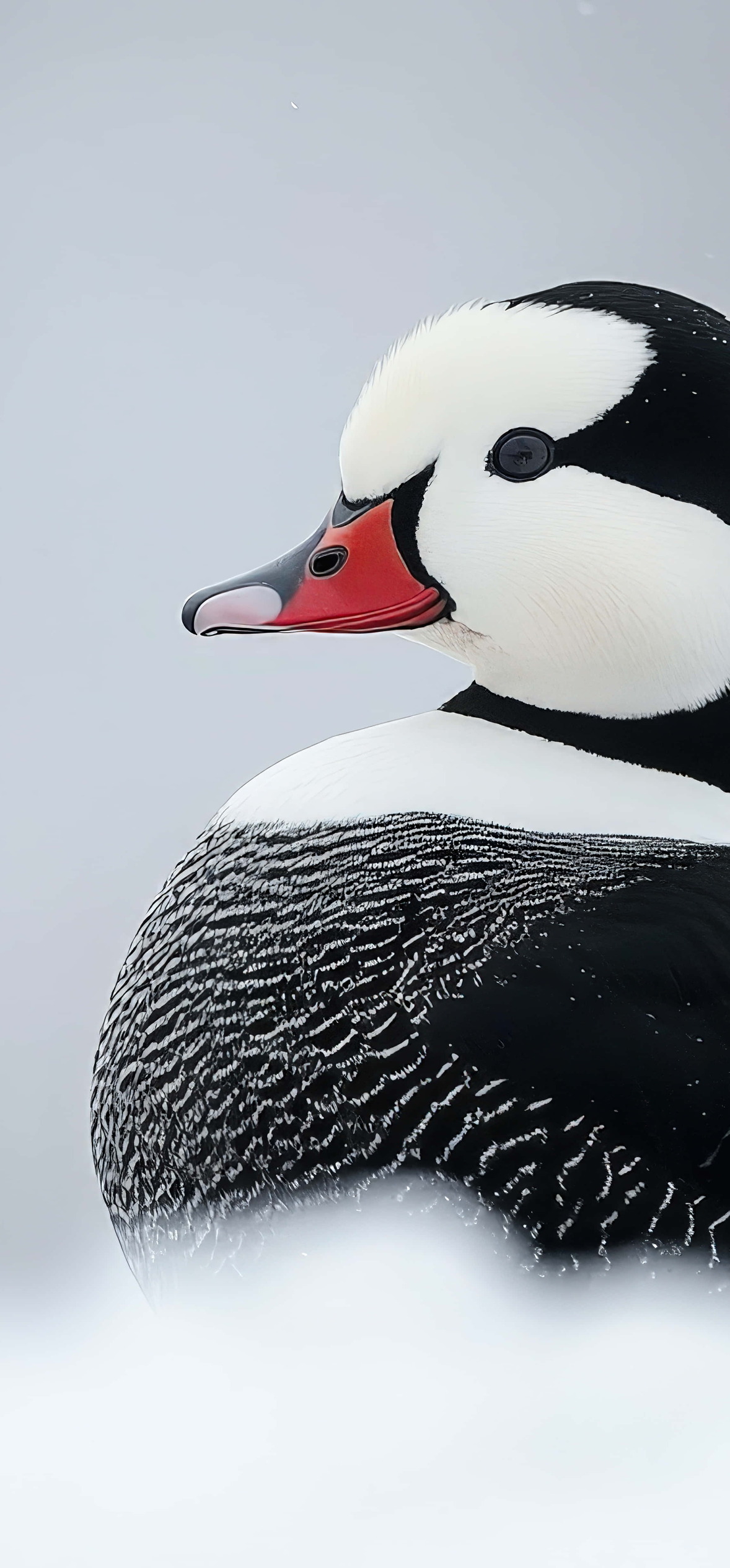 Beautiful Arctic Duck Resting In Snowy Landscape – Ultra HD iPhone 18 Nature Wallpapers