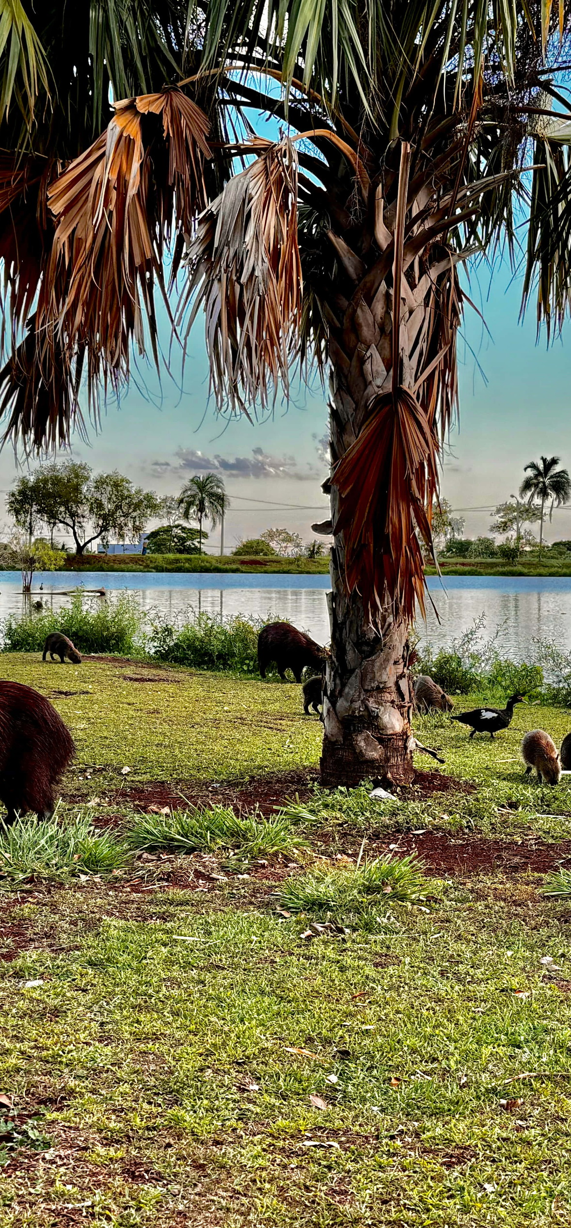 Capybaras At Dusk – Ultra HD iPhone 18 Nature Wallpapers