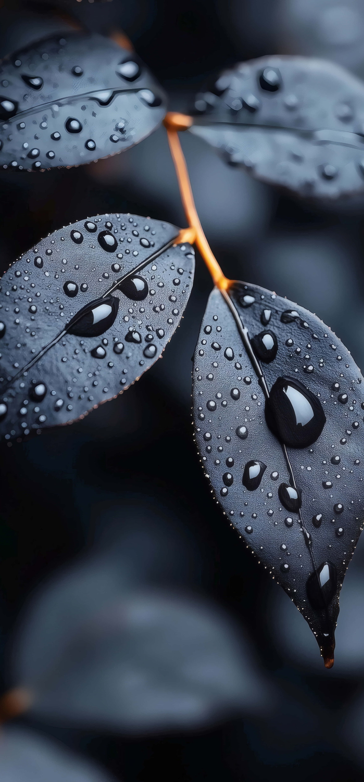 Dark Leaves With Raindrops – Ultra HD iPhone 18 Nature Wallpapers