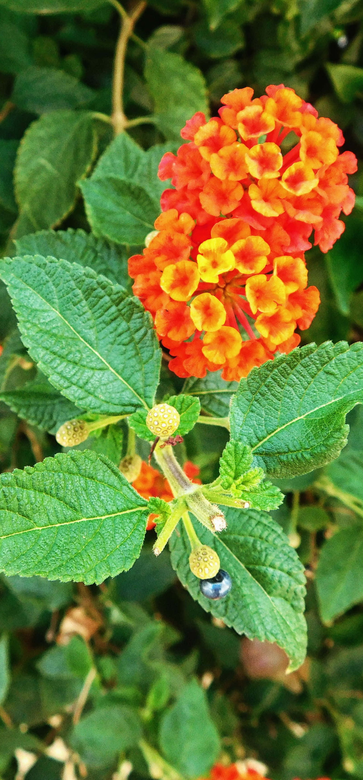 Orange and Yellow Lantana Flowers – Ultra HD iPhone 18 Nature Wallpapers