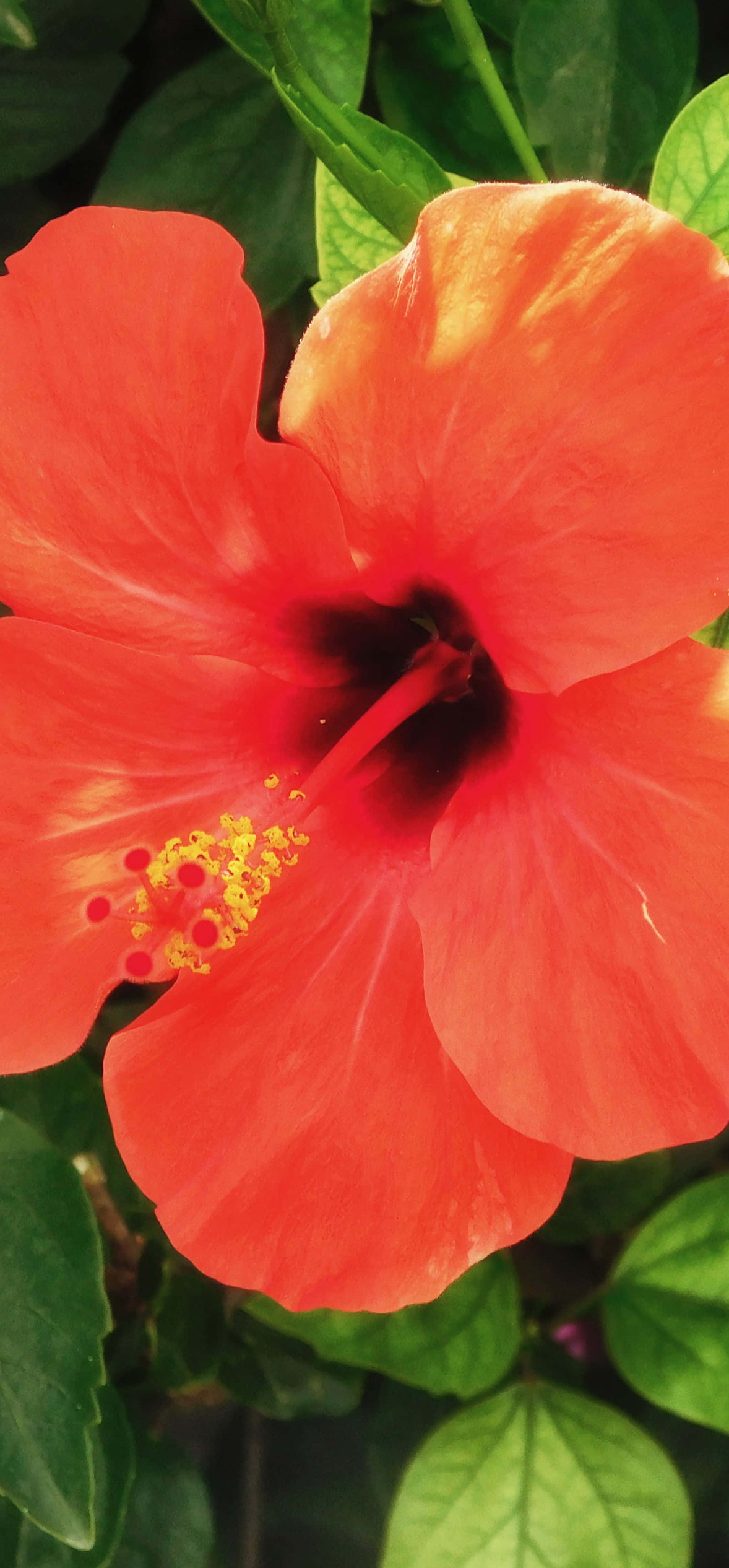 Orange Hibiscus Flower – Ultra HD iPhone 18 Nature Wallpapers
