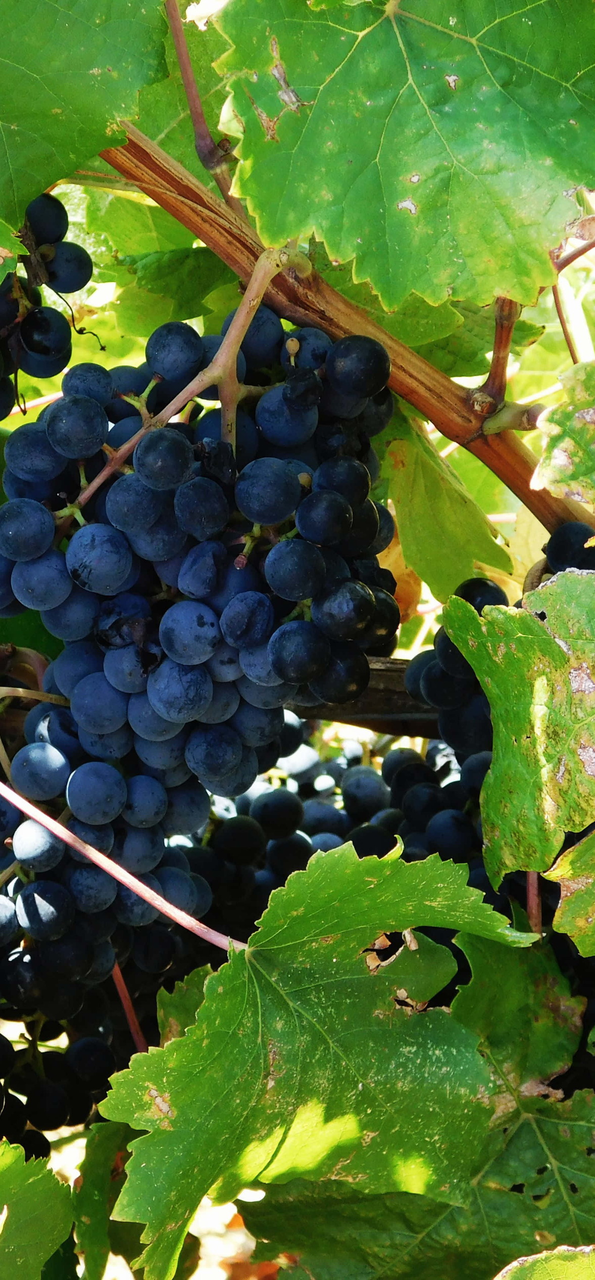 Grape – Ultra HD iPhone 18 Nature Wallpapers