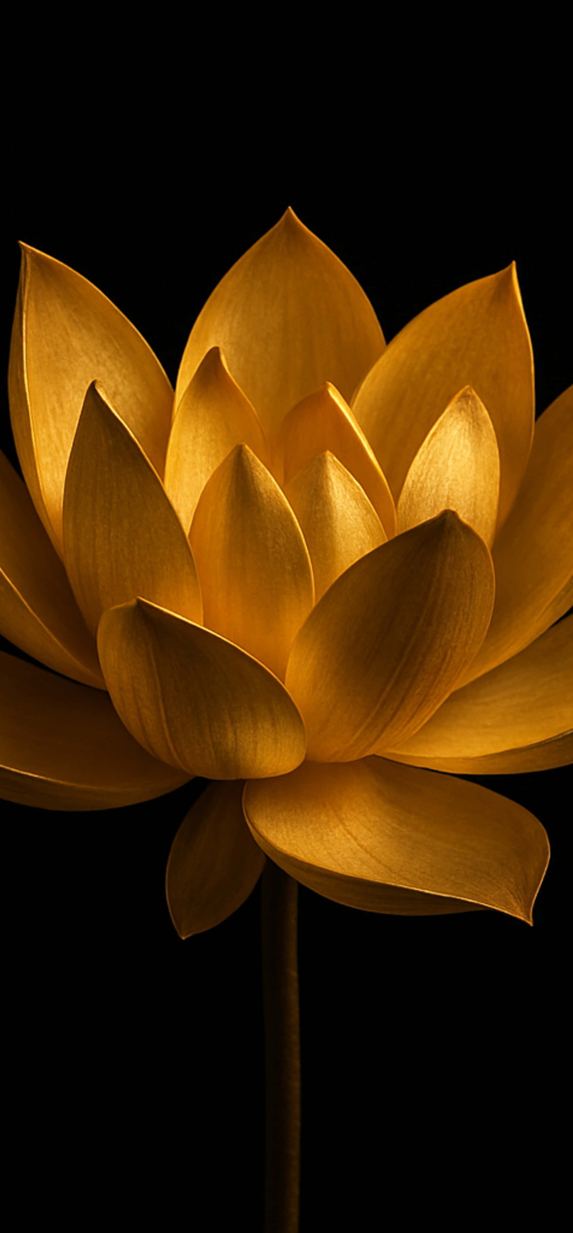 Golden Lotus In Bloom – Ultra HD iPhone 18 Nature Wallpapers
