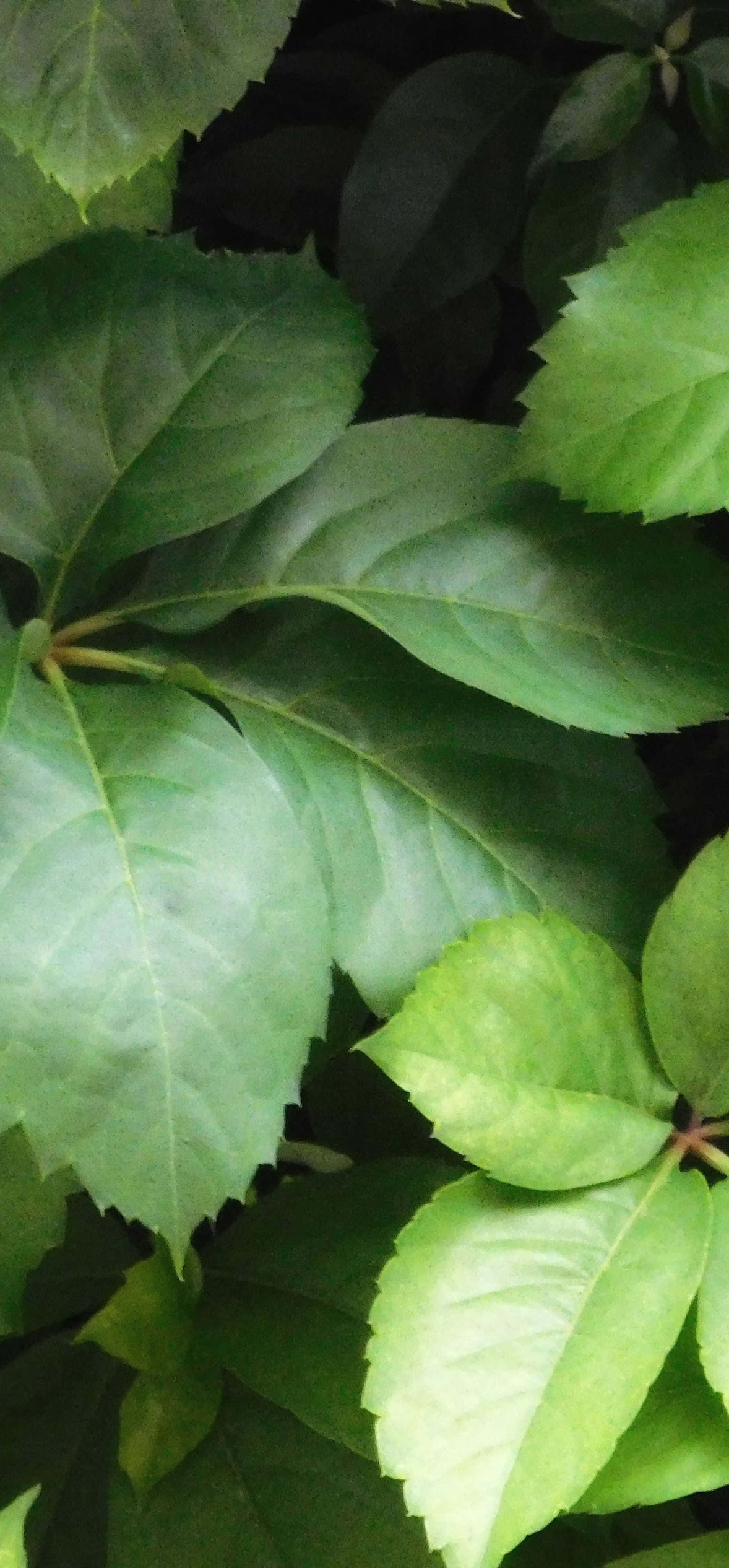Plant Leaves – Ultra HD iPhone 18 Nature Wallpapers