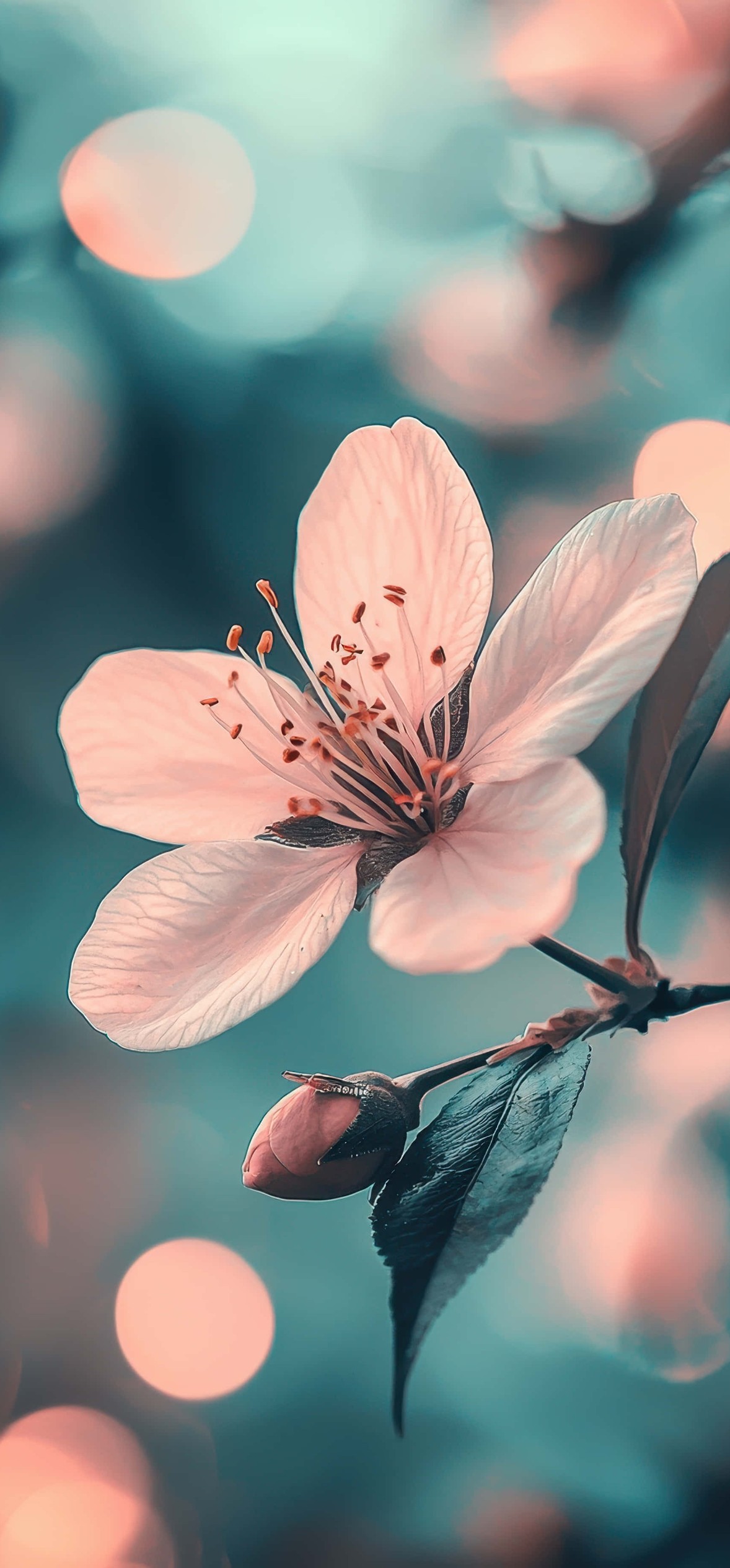 Soft Focus Pink Flower Bokeh – Ultra HD iPhone 18 Nature Wallpapers