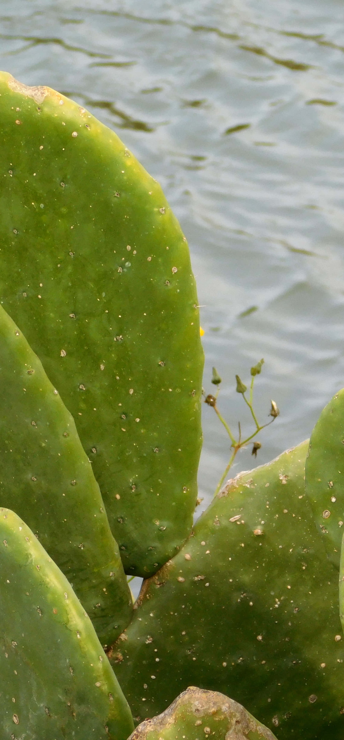 Thorny Plant – Ultra HD iPhone 18 Nature Wallpapers