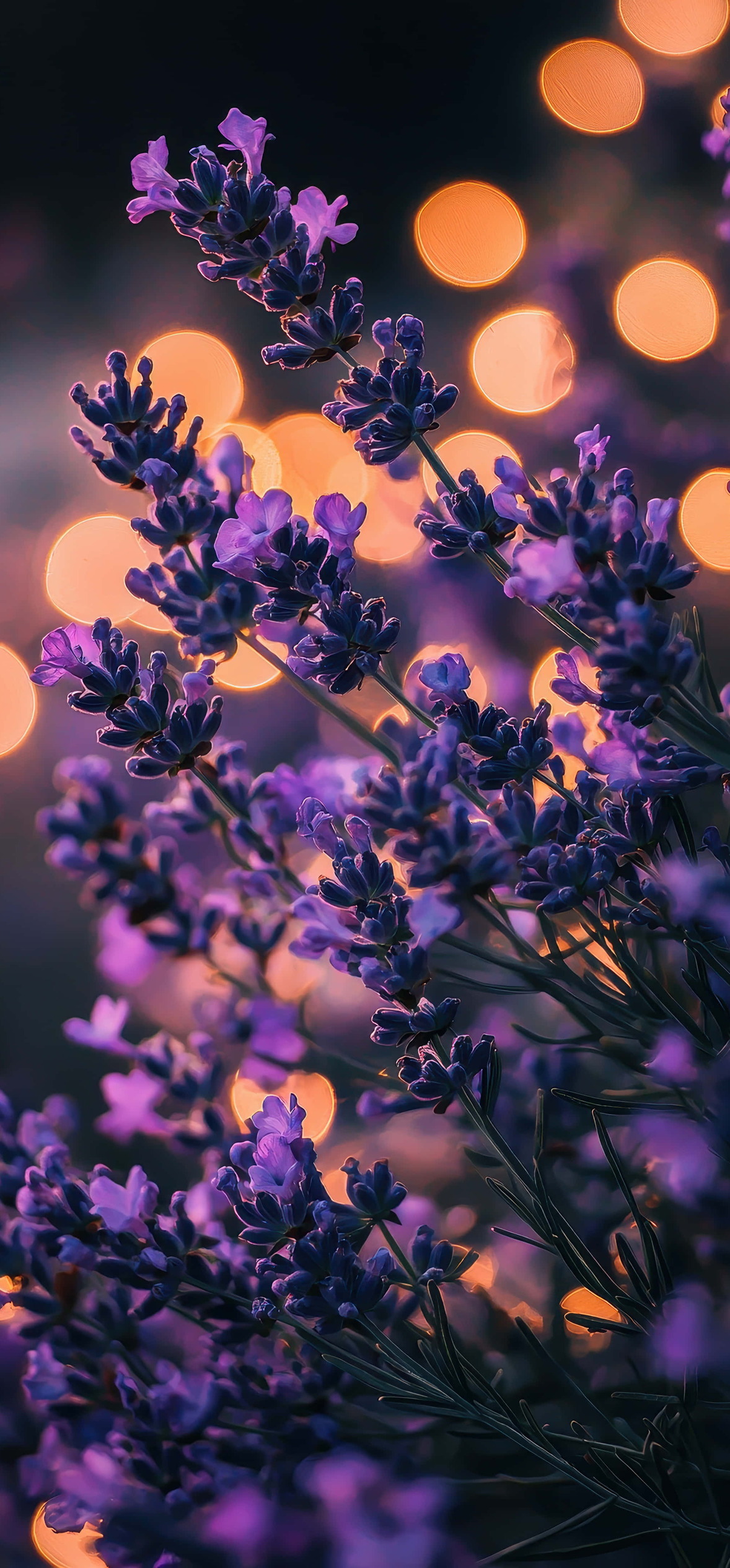 Purple Lavender In Golden Bokeh Light – Ultra HD iPhone 18 Nature Wallpapers
