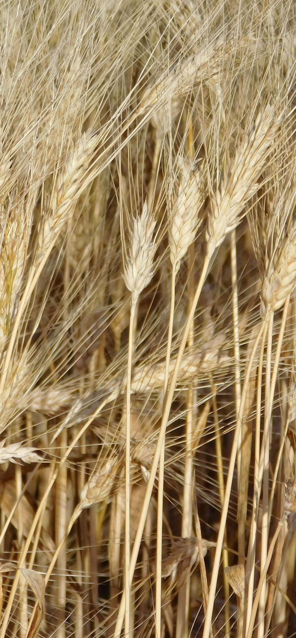 Golden Wheat Field – Ultra HD iPhone 18 Nature Wallpapers